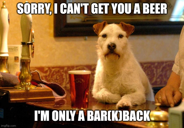 Dog at bar | SORRY, I CAN'T GET YOU A BEER; I'M ONLY A BAR(K)BACK | image tagged in dog at bar | made w/ Imgflip meme maker