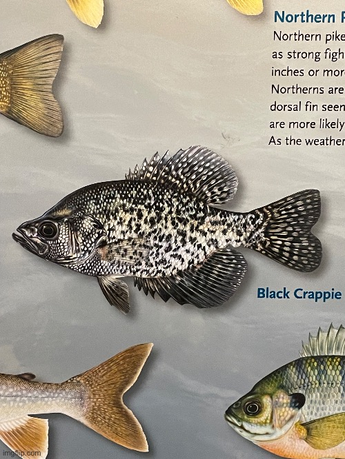 Black crappy go brrr | made w/ Imgflip meme maker
