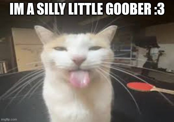 catposting | IM A SILLY LITTLE GOOBER :3 | image tagged in cat | made w/ Imgflip meme maker