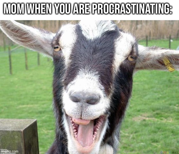 Funny Goat | MOM WHEN YOU ARE PROCRASTINATING: | image tagged in funny goat | made w/ Imgflip meme maker