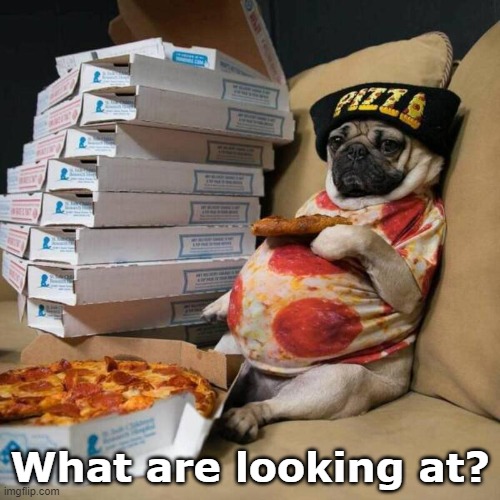pug life | What are looking at? | image tagged in funny animals | made w/ Imgflip meme maker
