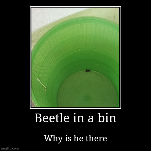 Beetle in a bin | Beetle in a bin | Why is he there | image tagged in funny,demotivationals | made w/ Imgflip demotivational maker