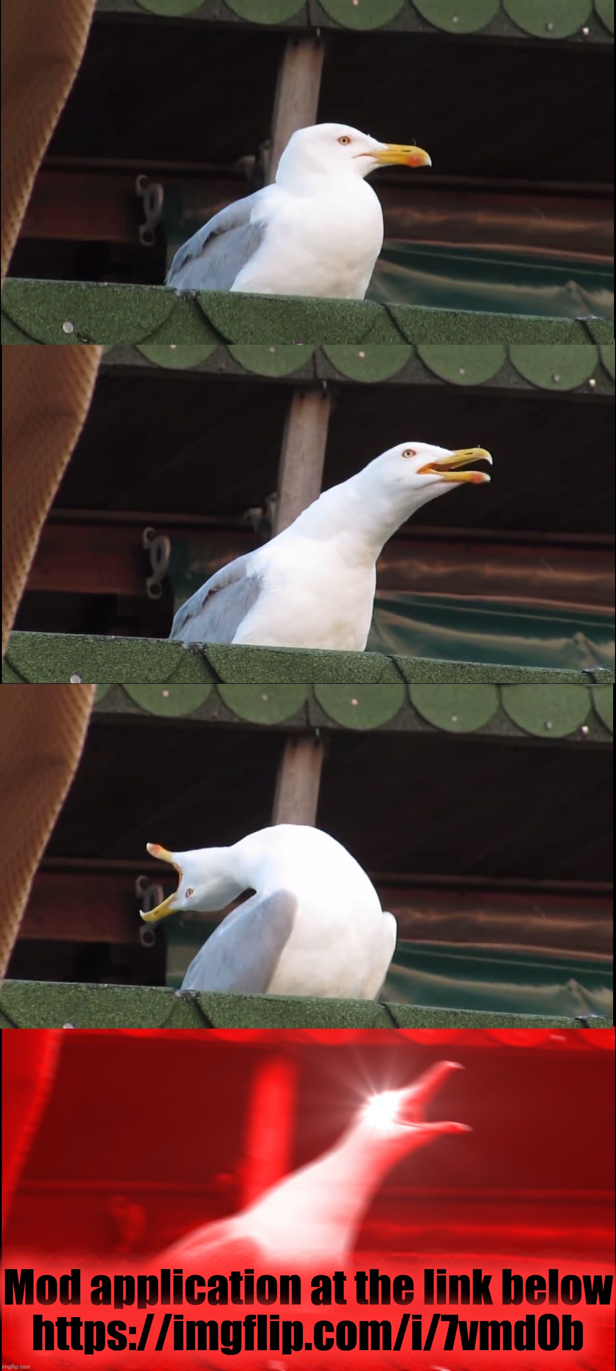 Inhaling Seagull | Mod application at the link below

https://imgflip.com/i/7vmd0b | image tagged in memes,inhaling seagull | made w/ Imgflip meme maker