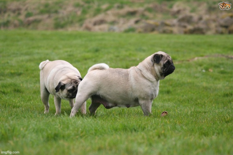 Pug Sniffing Pug's Butt | image tagged in pug sniffing pug's butt | made w/ Imgflip meme maker