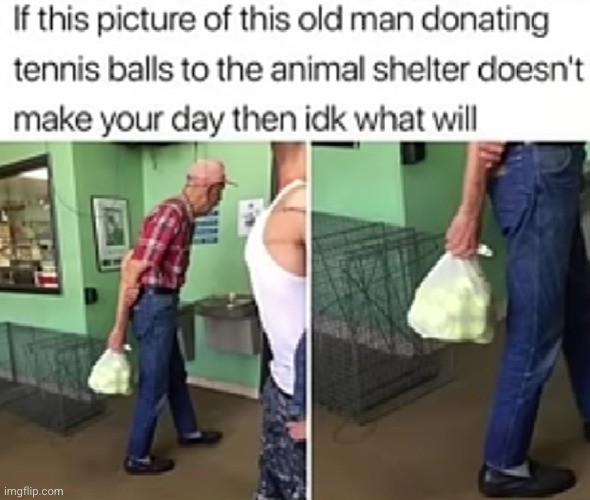 wholesome 100 | image tagged in wholesome,wholesome content,wholesome 100,old man,dogs,tennis | made w/ Imgflip meme maker
