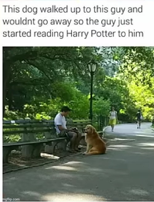 dogs like to read too | image tagged in dogs,harry potter,normal conversation,funny,books,reading | made w/ Imgflip meme maker