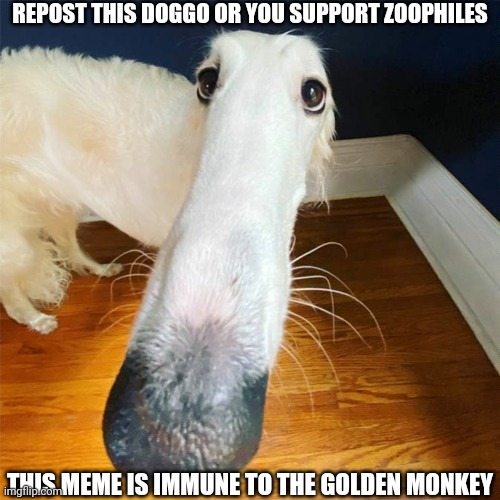 Doggo | REPOST THIS DOGGO OR YOU SUPPORT ZOOPHILES; THIS MEME IS IMMUNE TO THE GOLDEN MONKEY | image tagged in let me do it for you,doggo,repost | made w/ Imgflip meme maker