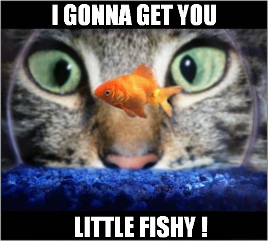Cat Vs Goldfish ! | I GONNA GET YOU; LITTLE FISHY ! | image tagged in cats,goldfish | made w/ Imgflip meme maker
