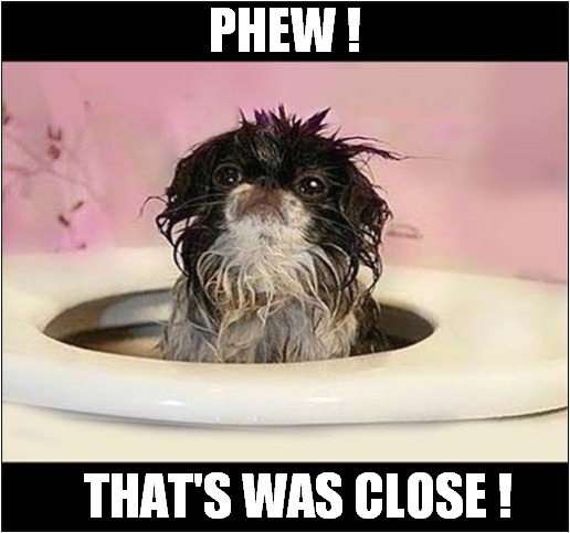 He Loves 'Swirlies' ! | PHEW ! THAT'S WAS CLOSE ! | image tagged in dogs,toilet,swirling | made w/ Imgflip meme maker