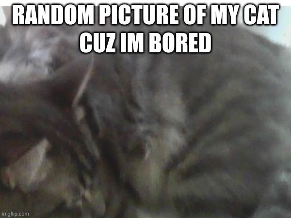 im bored | CUZ IM BORED; RANDOM PICTURE OF MY CAT | image tagged in cat,cute cat | made w/ Imgflip meme maker