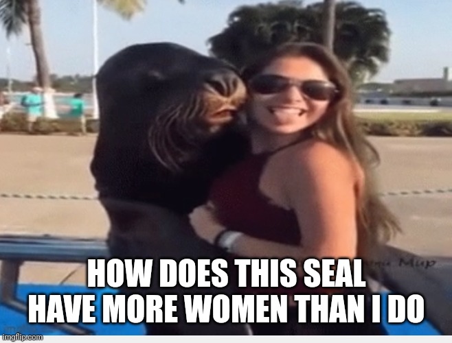 :( | HOW DOES THIS SEAL HAVE MORE WOMEN THAN I DO | image tagged in seal if woman | made w/ Imgflip meme maker