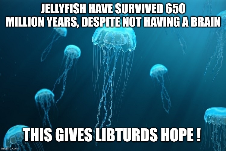 JELLYFISH HAVE SURVIVED 650 MILLION YEARS, DESPITE NOT HAVING A BRAIN; THIS GIVES LIBTURDS HOPE ! | image tagged in libtards | made w/ Imgflip meme maker