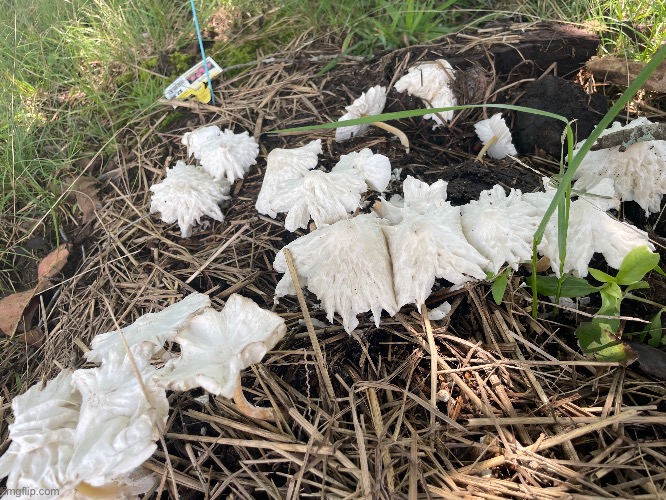 These mushrooms are a Leucocoprinus of some sort. They are just damaged by the rain | made w/ Imgflip meme maker