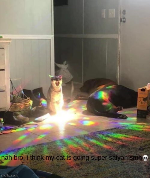cat going super saiyan | nah bro, i think my cat is going super saiyan smh | image tagged in cats,memes,funny,super saiyan | made w/ Imgflip meme maker