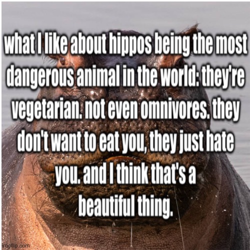 Penny for your thoughts... | image tagged in hate,hippo,hippopotamus,death,dead | made w/ Imgflip meme maker