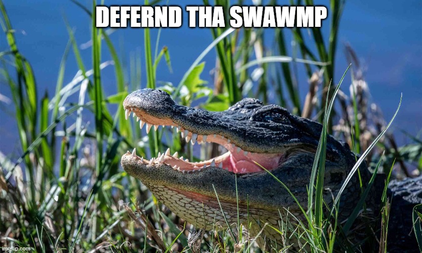 Swamp defended | DEFERND THA SWAWMP | image tagged in alligator,swamp,west point | made w/ Imgflip meme maker