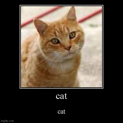 cat | cat | image tagged in funny,demotivationals | made w/ Imgflip demotivational maker