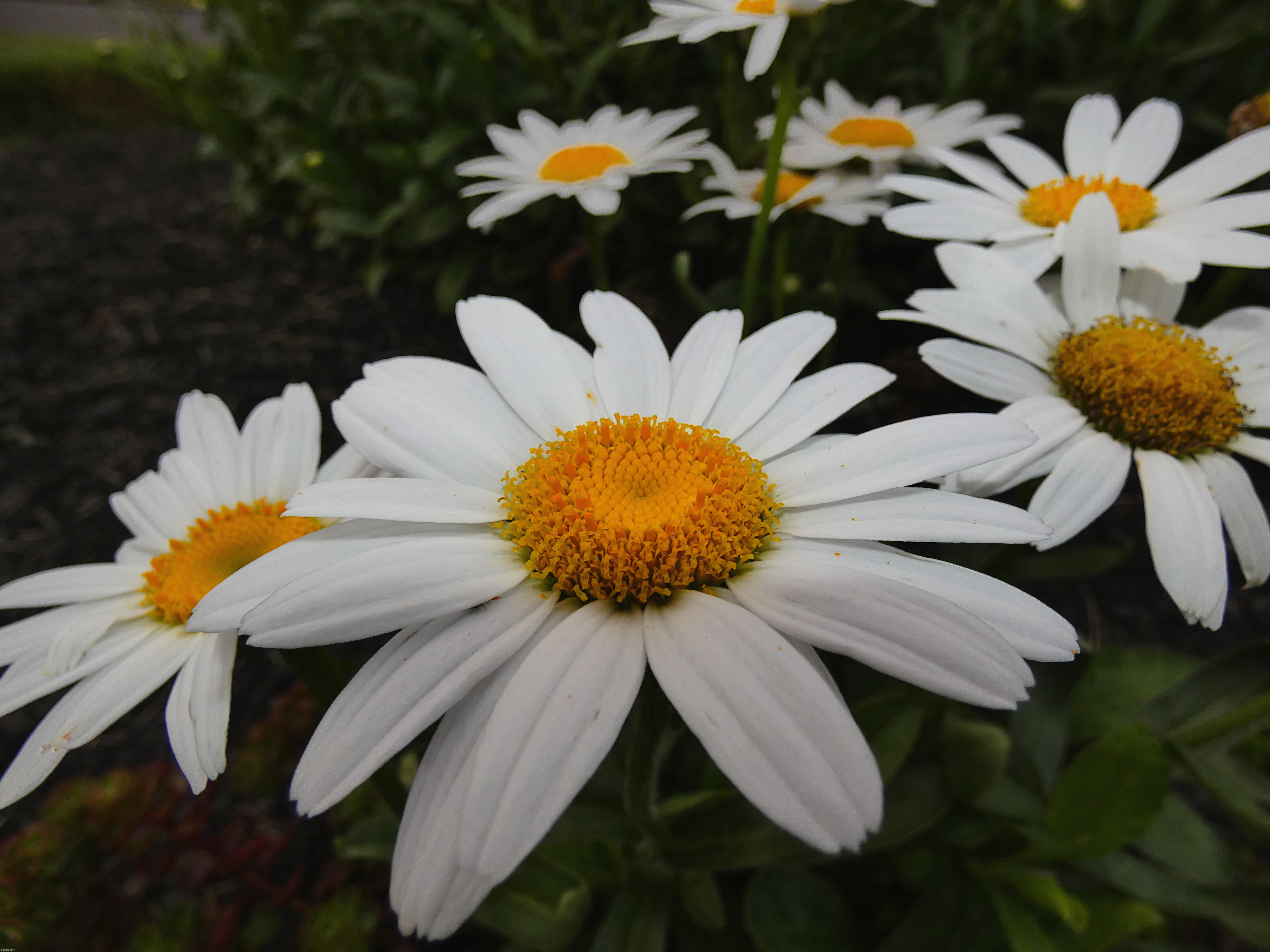 I took this really cool perspective shot of some Common Daisies yesterday! | image tagged in share your own photos,lumix,fz80,flowers,lumix fz80 | made w/ Imgflip meme maker