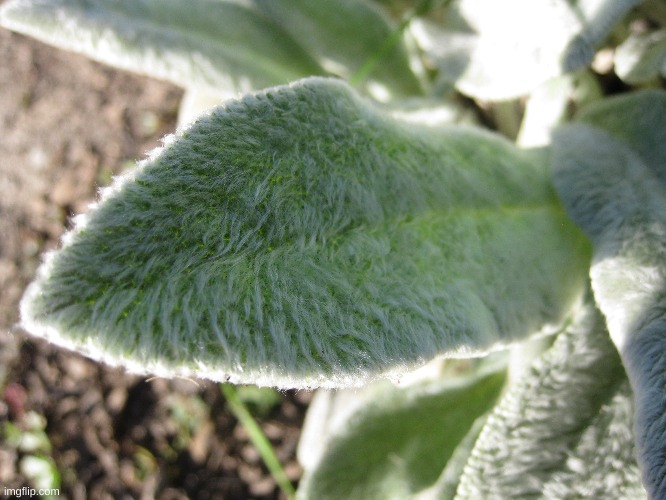 Close Up of Lambs Ear | image tagged in plant,sheep,lamb | made w/ Imgflip meme maker