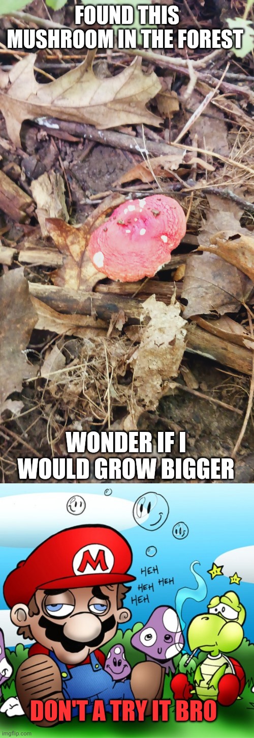 LOOKS LIKE A MARIO MUSHROOM | FOUND THIS MUSHROOM IN THE FOREST; WONDER IF I WOULD GROW BIGGER; DON'T A TRY IT BRO | image tagged in super mario bros,mushroom,super mario | made w/ Imgflip meme maker