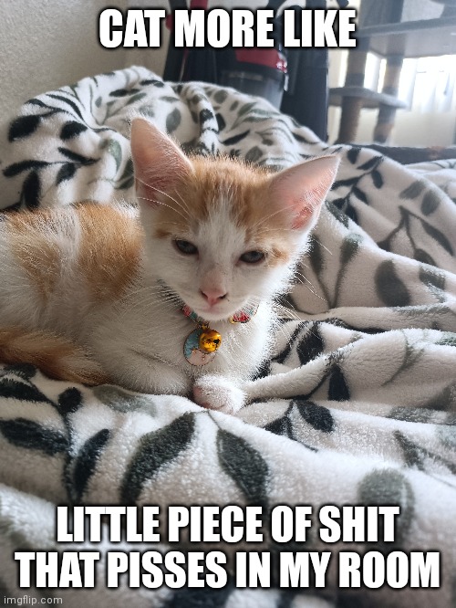 Gato? | CAT MORE LIKE; LITTLE PIECE OF SHIT THAT PISSES IN MY ROOM | image tagged in memes,funny memes,funny,cat,cats | made w/ Imgflip meme maker