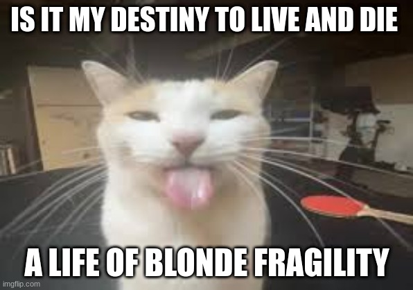 Cat | IS IT MY DESTINY TO LIVE AND DIE; A LIFE OF BLONDE FRAGILITY | image tagged in cat | made w/ Imgflip meme maker