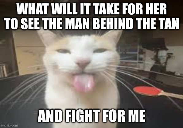 Cat | WHAT WILL IT TAKE FOR HER TO SEE THE MAN BEHIND THE TAN; AND FIGHT FOR ME | image tagged in cat | made w/ Imgflip meme maker