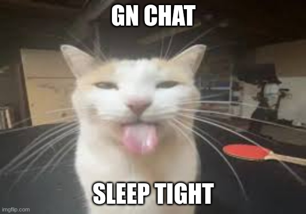 Cat | GN CHAT; SLEEP TIGHT | image tagged in cat | made w/ Imgflip meme maker