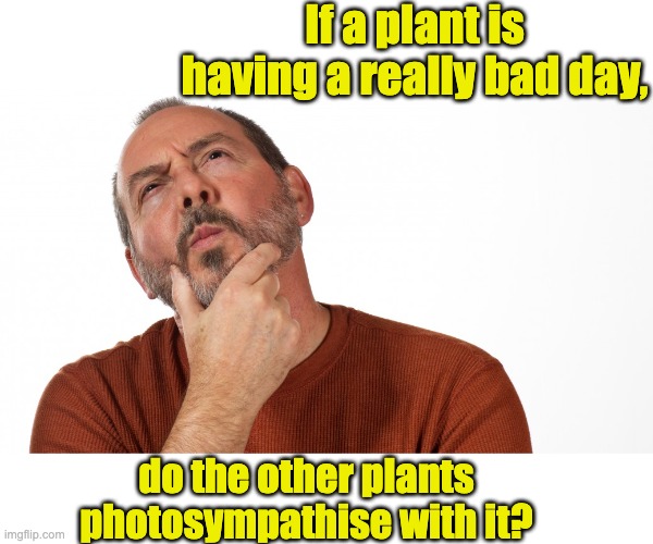 Hmm | If a plant is having a really bad day, do the other plants photosympathise with it? | image tagged in hmmm | made w/ Imgflip meme maker