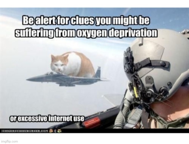 Aerocat | image tagged in strange,true,weird science,kitty | made w/ Imgflip meme maker