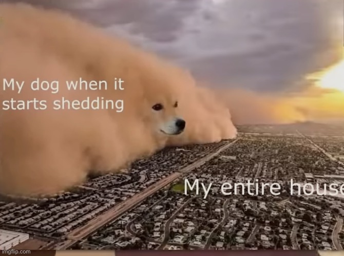 For real for real | image tagged in dog,dogs | made w/ Imgflip meme maker