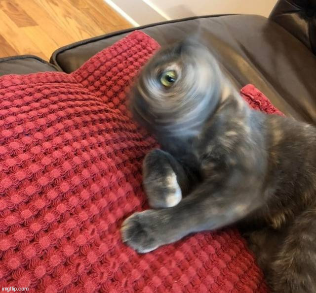 Cat shaking head | image tagged in cursed image | made w/ Imgflip meme maker