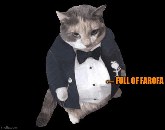 Finõ | ← FULL OF FAROFA | image tagged in fino,farofa,full of farofa,cat,gato,brasil | made w/ Imgflip meme maker