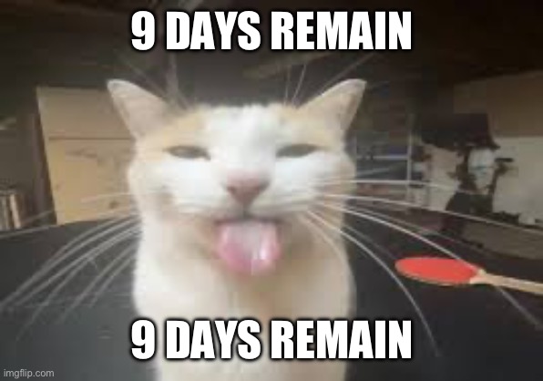Cat | 9 DAYS REMAIN; 9 DAYS REMAIN | image tagged in cat | made w/ Imgflip meme maker
