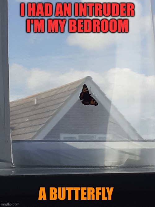 Butterfly intruder | I HAD AN INTRUDER I'M MY BEDROOM; A BUTTERFLY | image tagged in animals,intruder,butterfly | made w/ Imgflip meme maker