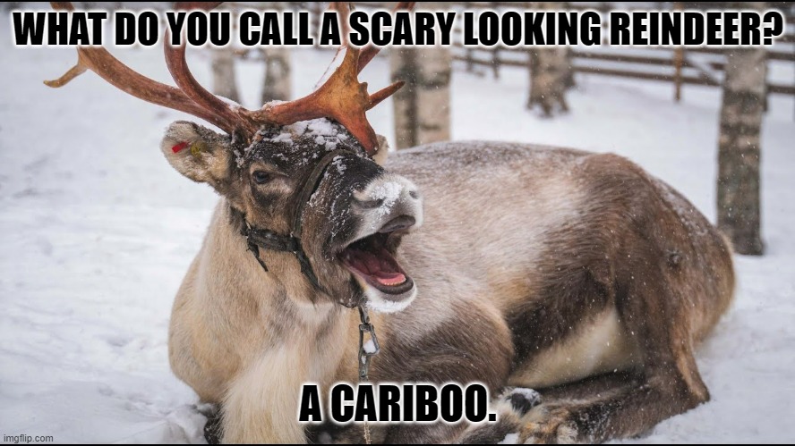 Daily Bad Dad Joke 08/14/2023 | WHAT DO YOU CALL A SCARY LOOKING REINDEER? A CARIBOO. | image tagged in caribou | made w/ Imgflip meme maker