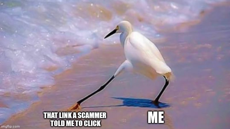 Bird touching water | THAT LINK A SCAMMER 
TOLD ME TO CLICK; ME | image tagged in bird touching water | made w/ Imgflip meme maker