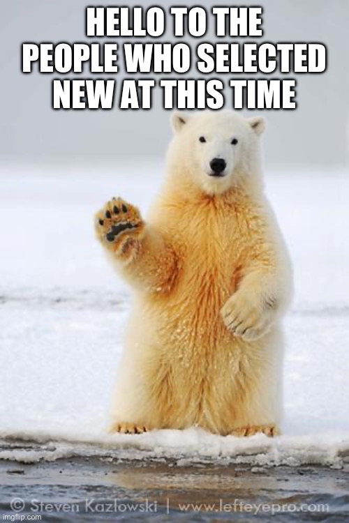 hello polar bear | HELLO TO THE PEOPLE WHO SELECTED NEW AT THIS TIME | image tagged in hello polar bear | made w/ Imgflip meme maker