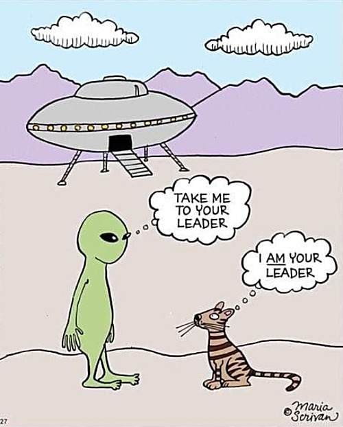 where cats rule | image tagged in memes,cats,aliens,ufo | made w/ Imgflip meme maker