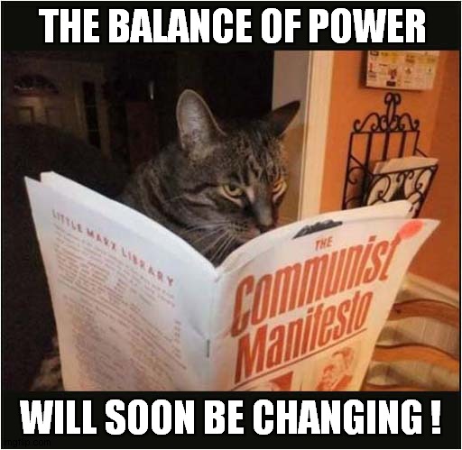 Look At Those Eyes ! | THE BALANCE OF POWER; WILL SOON BE CHANGING ! | image tagged in cats,reading,communism | made w/ Imgflip meme maker