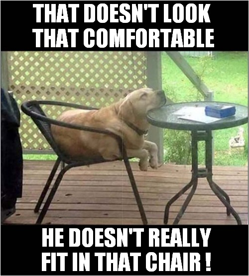 A Tired Lab ! | THAT DOESN'T LOOK 
THAT COMFORTABLE; HE DOESN'T REALLY FIT IN THAT CHAIR ! | image tagged in dogs,labrador,tired,uncomfortable | made w/ Imgflip meme maker