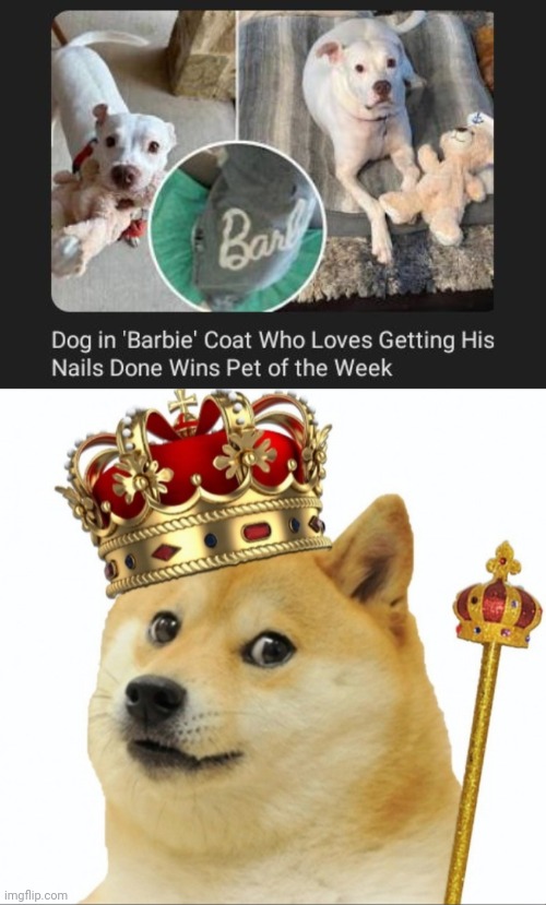 Pet of the week | image tagged in king doge,pet,dog,barbie,memes,coat | made w/ Imgflip meme maker