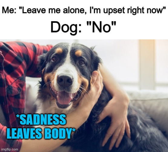 This is why we need pets :] | Me: "Leave me alone, I'm upset right now"; Dog: "No"; *SADNESS LEAVES BODY* | made w/ Imgflip meme maker