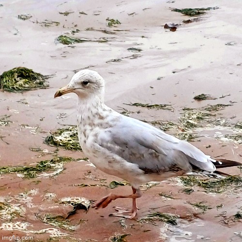 Seagull at the beach yesterday | image tagged in photography | made w/ Imgflip meme maker