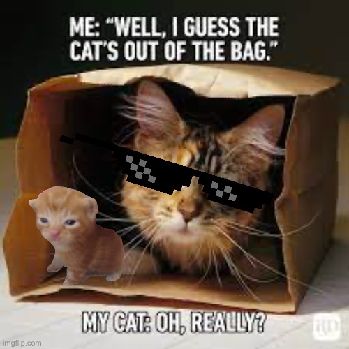 Cats | image tagged in sike,cat,haha | made w/ Imgflip meme maker