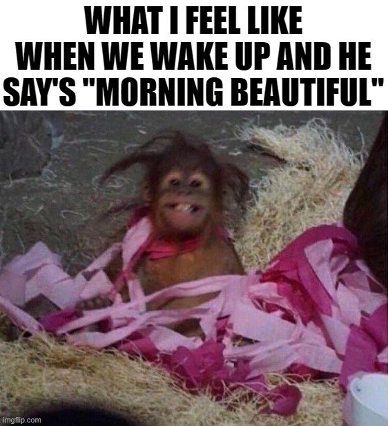 WHAT I FEEL LIKE WHEN WE WAKE UP AND HE SAY'S "MORNING BEAUTIFUL" | image tagged in wake up | made w/ Imgflip meme maker