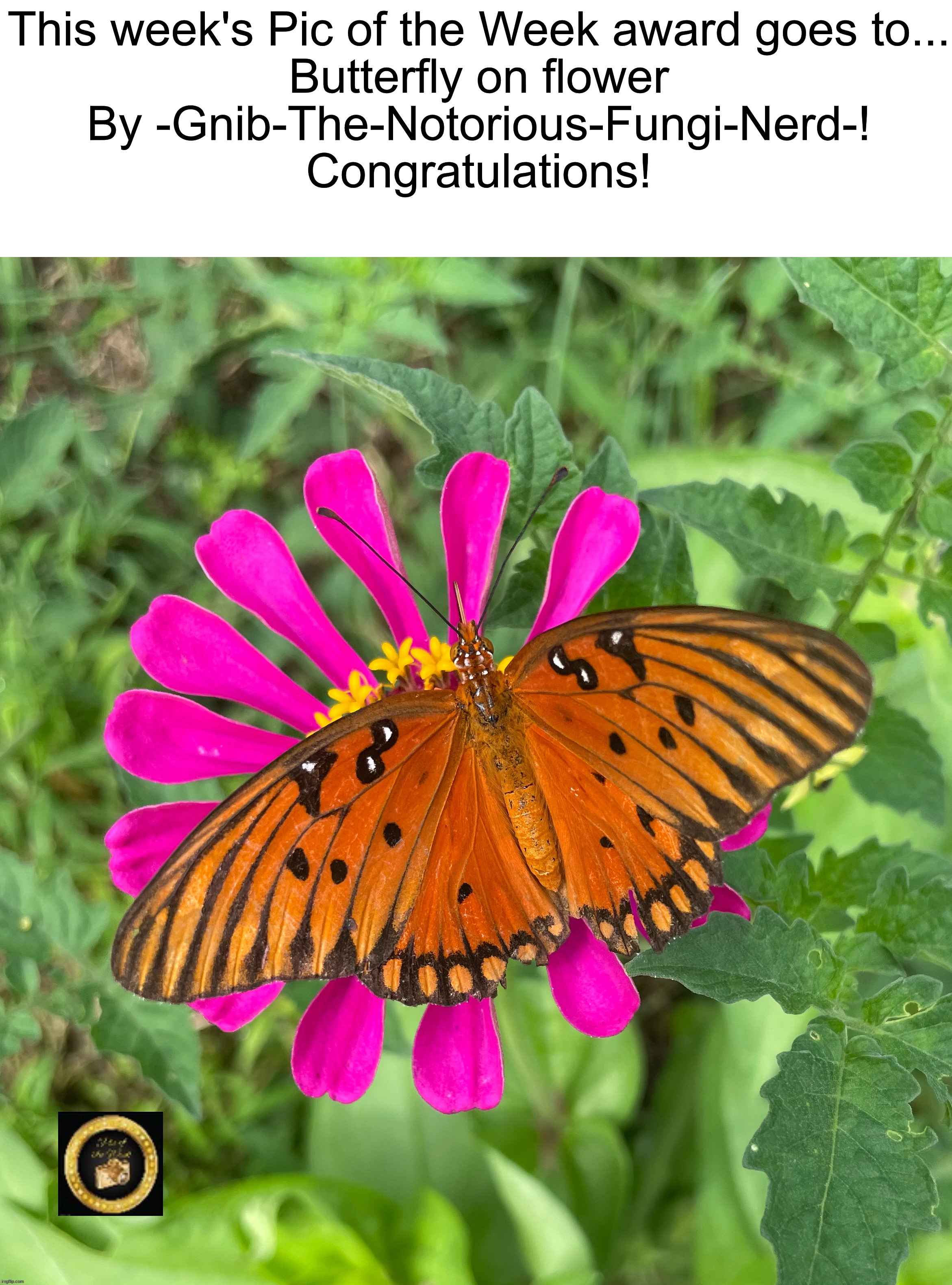 Butterfly on a flower by @-Gnib-The-Notorious-Fungi-Nerd- https://imgflip.com/i/7vk3k0 | This week's Pic of the Week award goes to...
Butterfly on flower
By -Gnib-The-Notorious-Fungi-Nerd-!
Congratulations! | image tagged in share your own photos | made w/ Imgflip meme maker