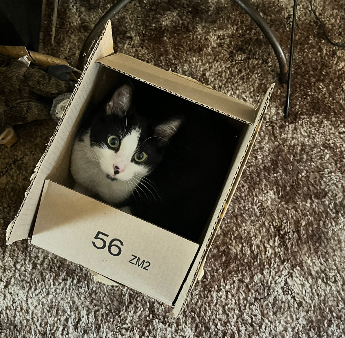 cat in a box Blank Meme Template