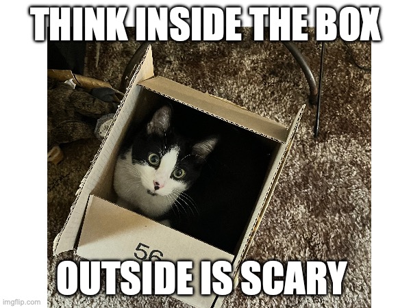 life is scary | THINK INSIDE THE BOX; OUTSIDE IS SCARY | image tagged in cat in a box,funny cat | made w/ Imgflip meme maker