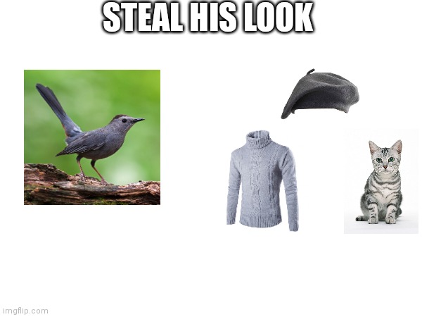 Steal his look greycatbird | STEAL HIS LOOK | made w/ Imgflip meme maker